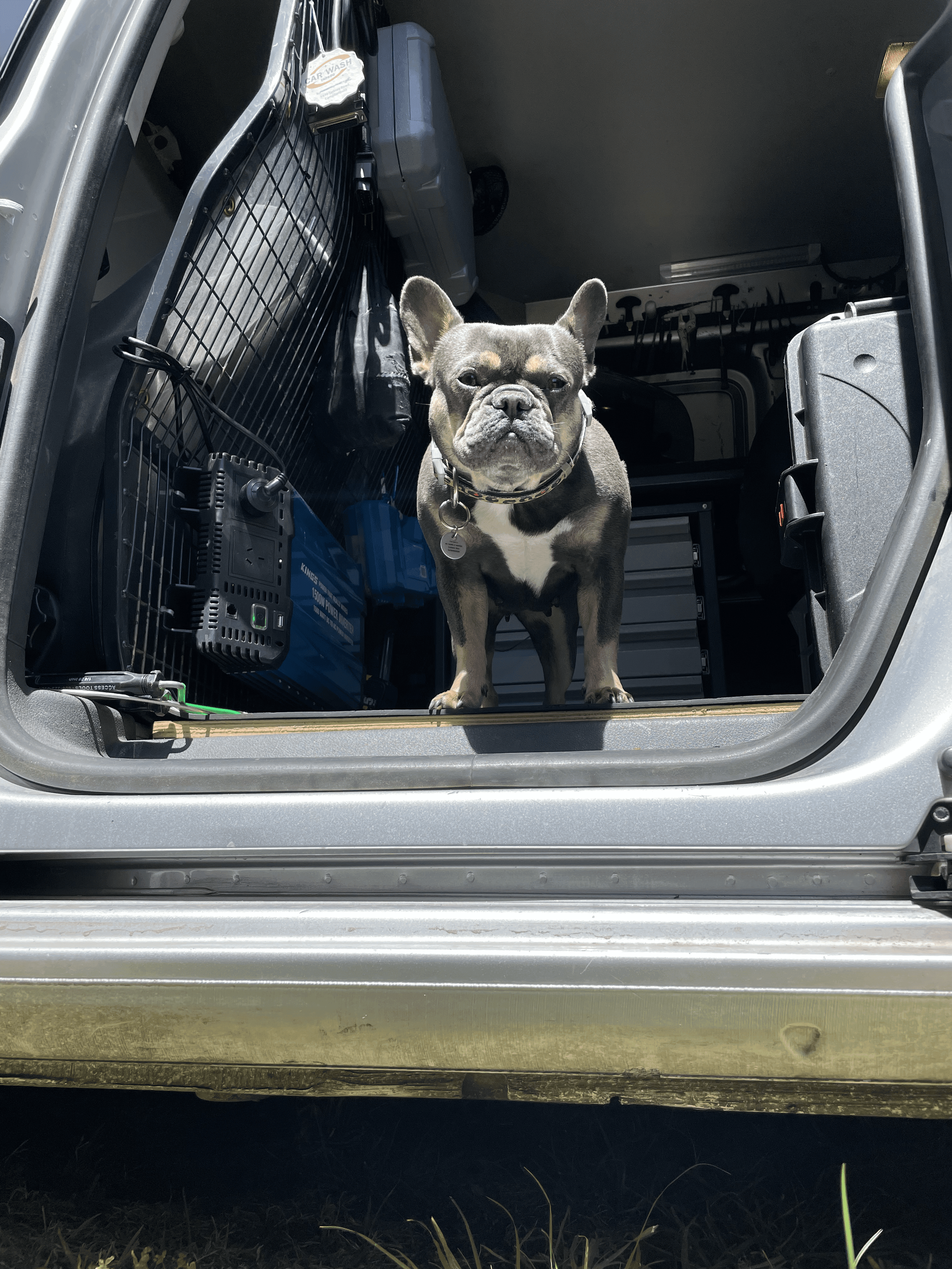 tech-dog